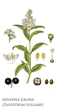 grmovnice