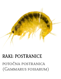 nevretenčarji