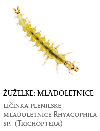 nevretenčarji