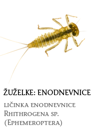 nevretenčarji