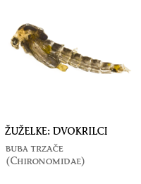nevretenčarji