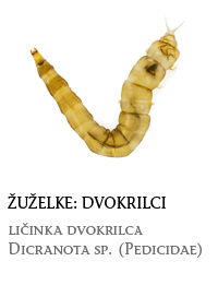 nevretenčarji