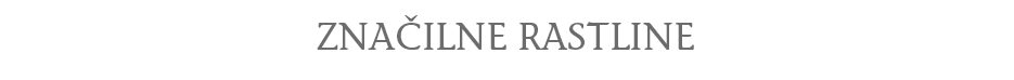 rastline