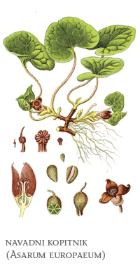 zeli