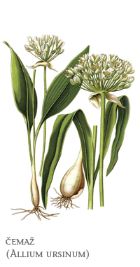zeli