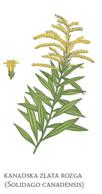 zeli