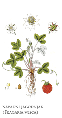zeli