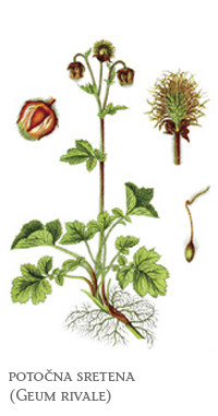 zeli